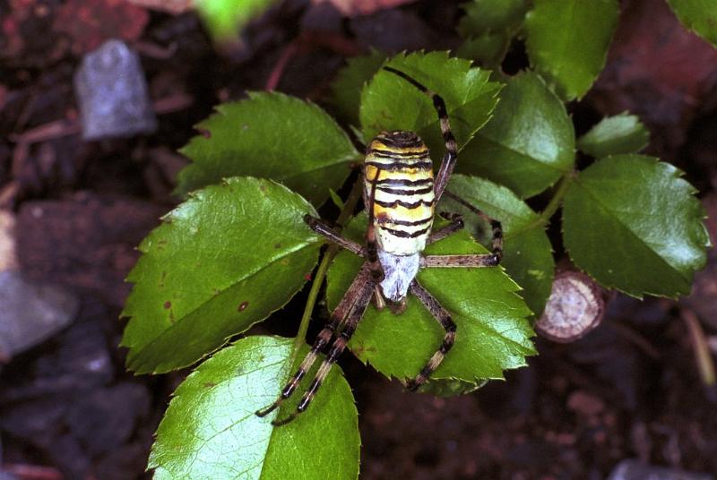 Argiope_bruennichi_F1901_Z_88_Les Gris_Frankrijk.jpg